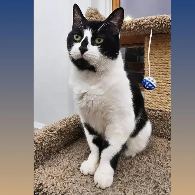 An adult medium-sized female Black & White / Tuxedo Domestic Short Hair cat named Myra for adoption in Brooklyn, NY