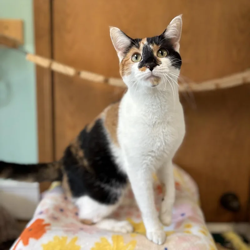 An adult medium-sized female Calico Domestic Short Hair cat named Rayna for adoption in Fargo, ND