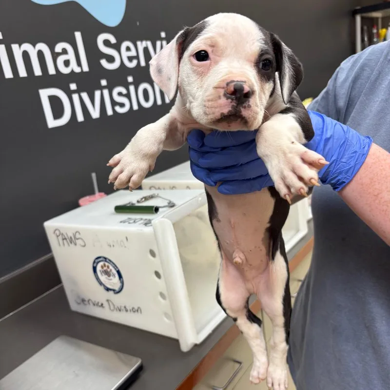 A baby medium-sized male White / Cream Mixed Breed dog named Starburst for adoption in Columbus, GA