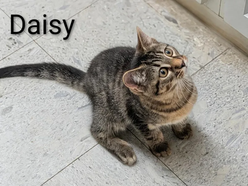 A baby medium-sized female Domestic Short Hair cat named Daisy for adoption in Sandusky, OH