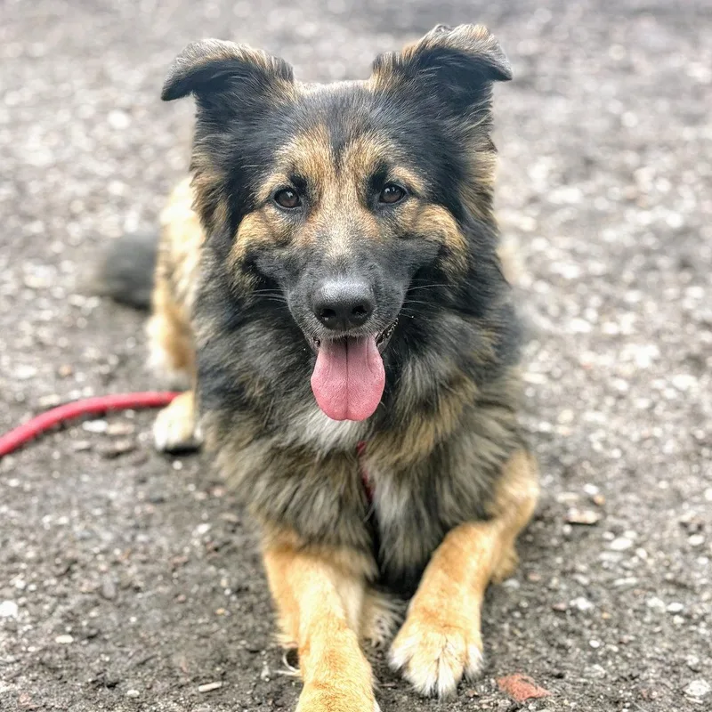 A young large-sized female Shepherd dog named Honeycrisp for adoption in Oakland, CA