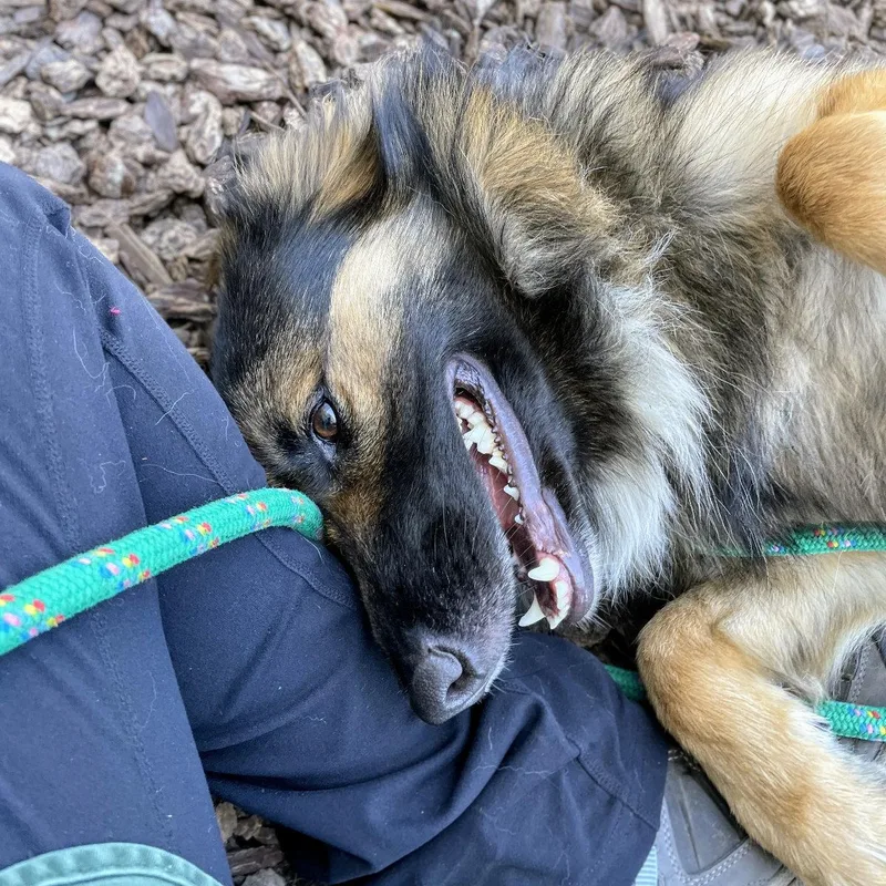 Honeycrisp thumbnail 2