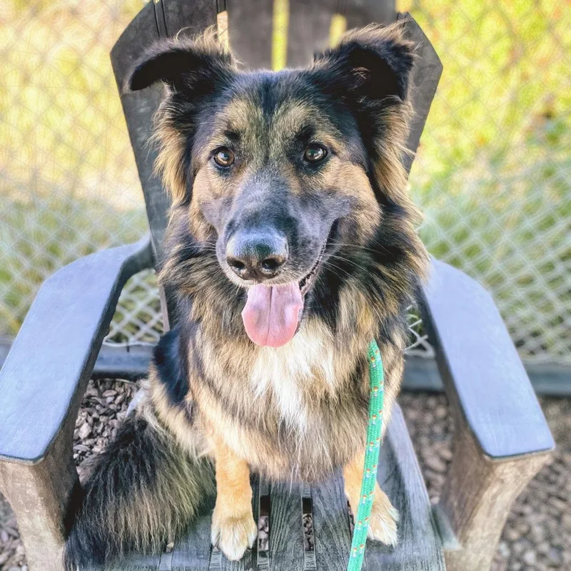 Honeycrisp thumbnail 3