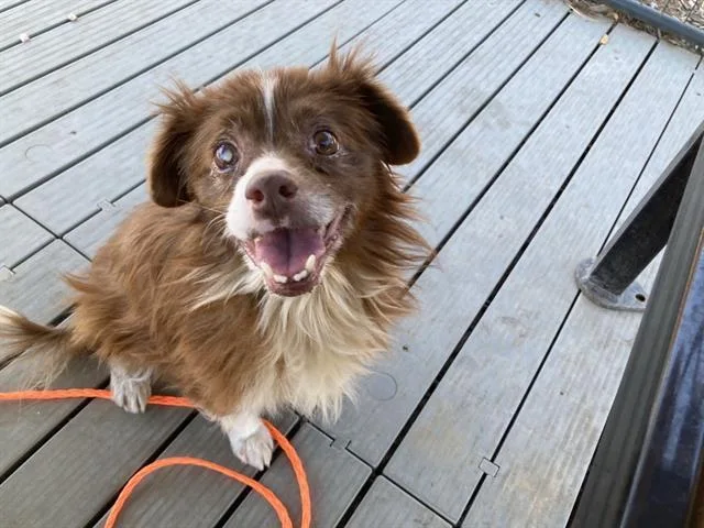 A senior small-sized female Pomeranian dog named May for adoption in Tustin, CA