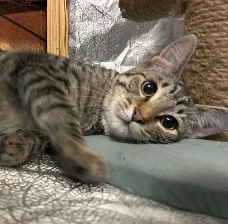 Diego Rivera thumbnail 2