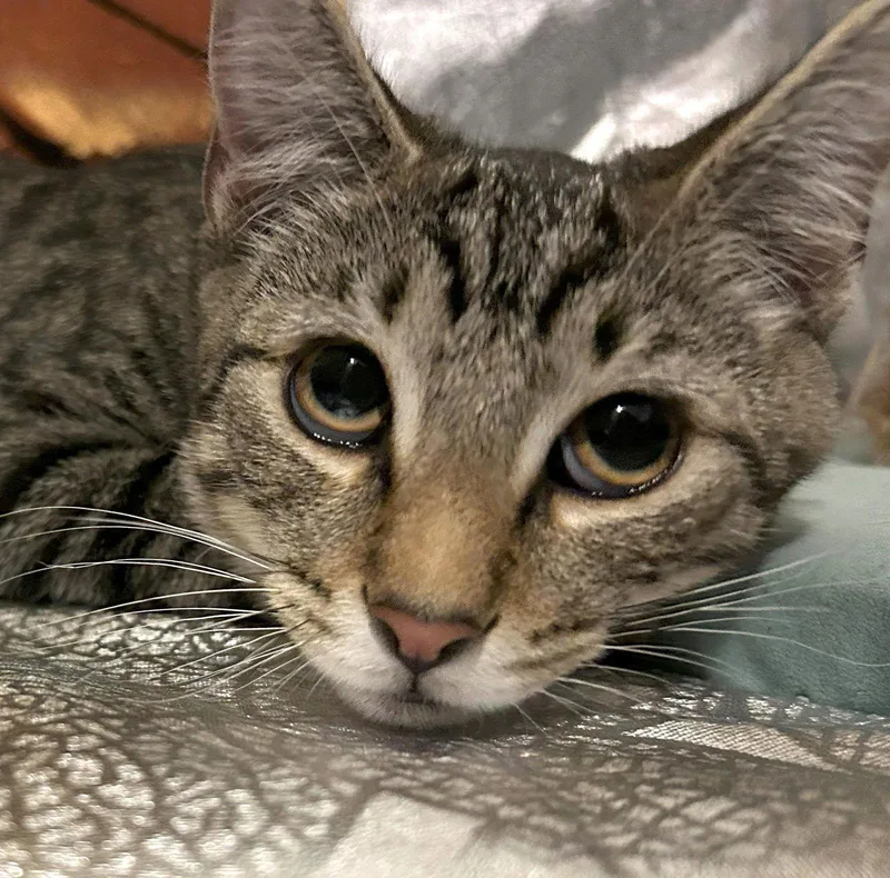 Diego Rivera thumbnail 3