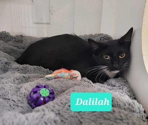 Dalilah thumbnail 3