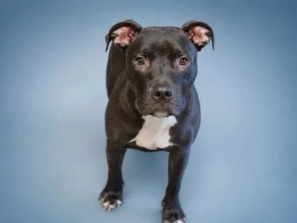 A young medium-sized male Pit Bull Terrier dog named Ozzy for adoption in Bowling Green, KY