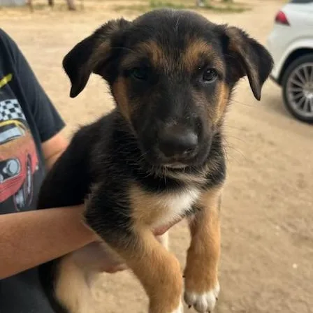 A baby medium-sized male Tricolor (Brown, Black, & White) Shepherd dog named Bruno for adoption in Agua Dulce, CA