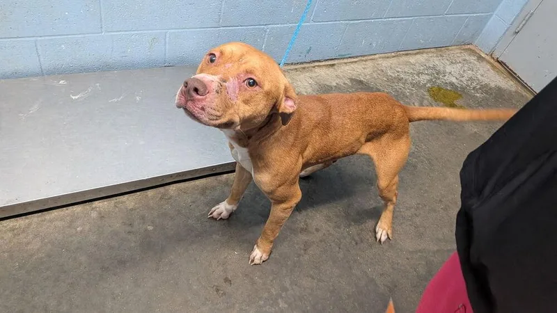 An adult medium-sized male White / Cream Pit Bull Terrier dog named Kiba for adoption in Evansville, IN