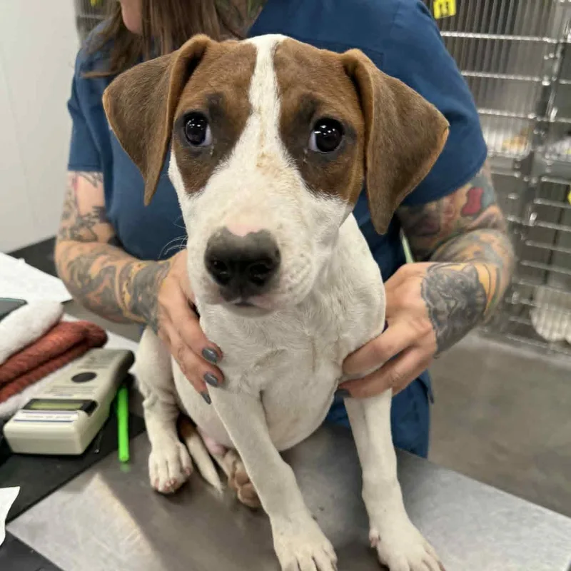 A baby small-sized male Bull Terrier dog named Bitty for adoption in Bastrop, TX