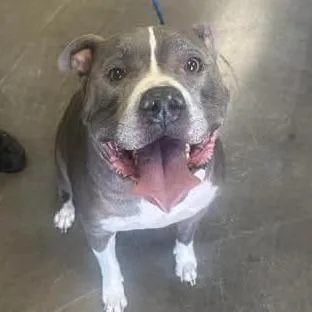 A senior large-sized male Pit Bull Terrier dog named Tyson for adoption in Melbourne, KY