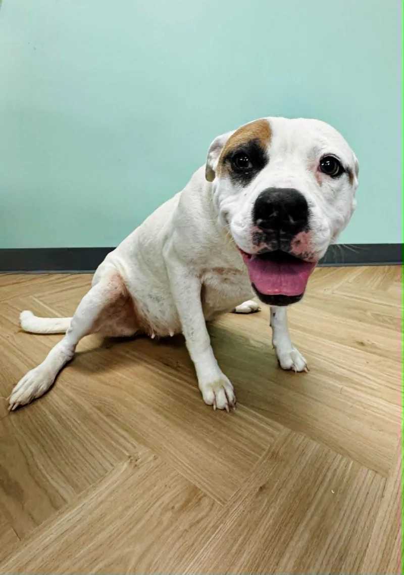 An adult medium-sized female Mixed Breed dog named Mellie for adoption in Manchester, TN