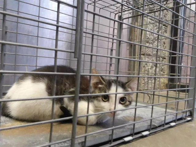A baby small-sized male Domestic Short Hair cat named Devon for adoption in Tulsa, OK