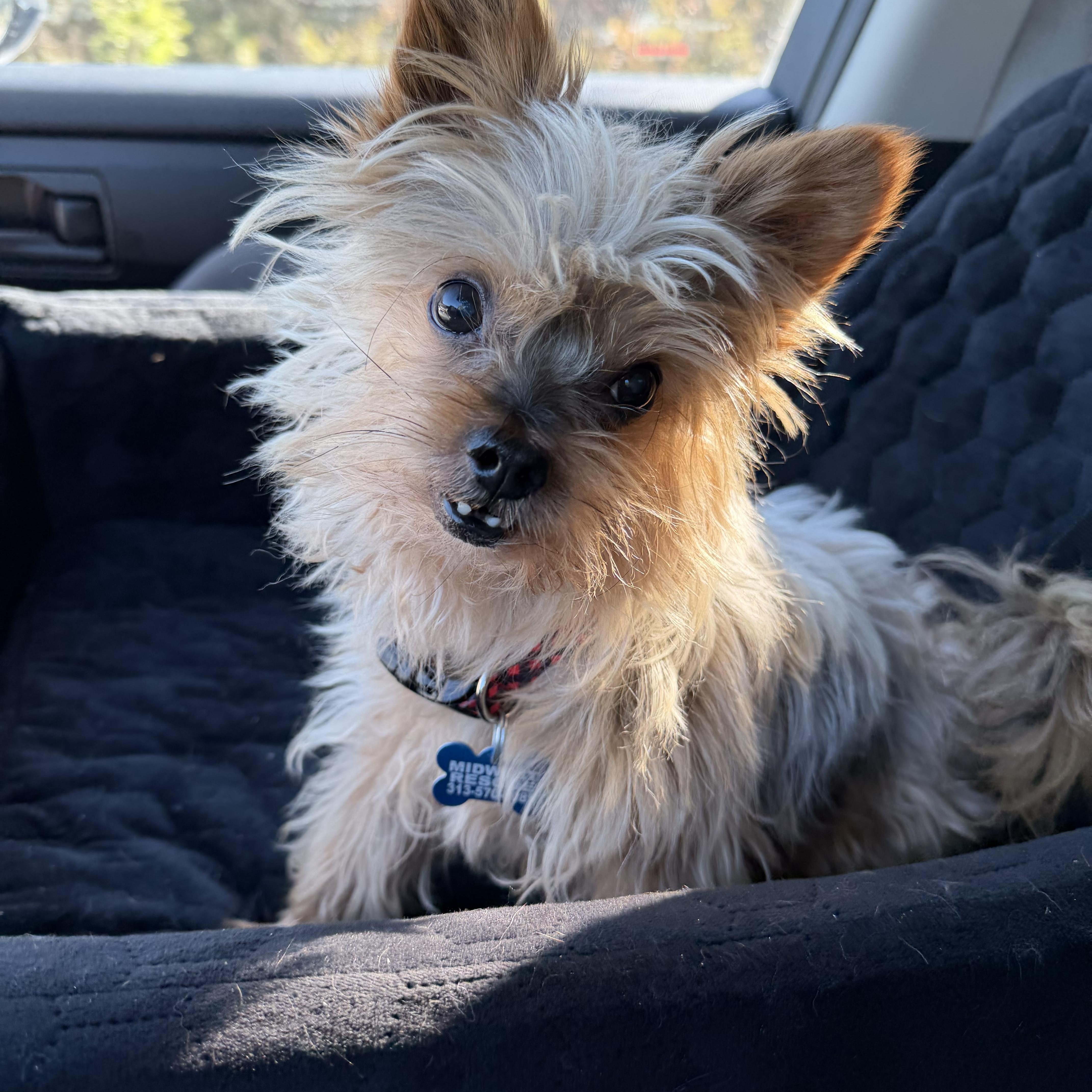 A senior small-sized male Yorkshire Terrier dog named Ducky for adoption in Grosse Pointe Park, MI