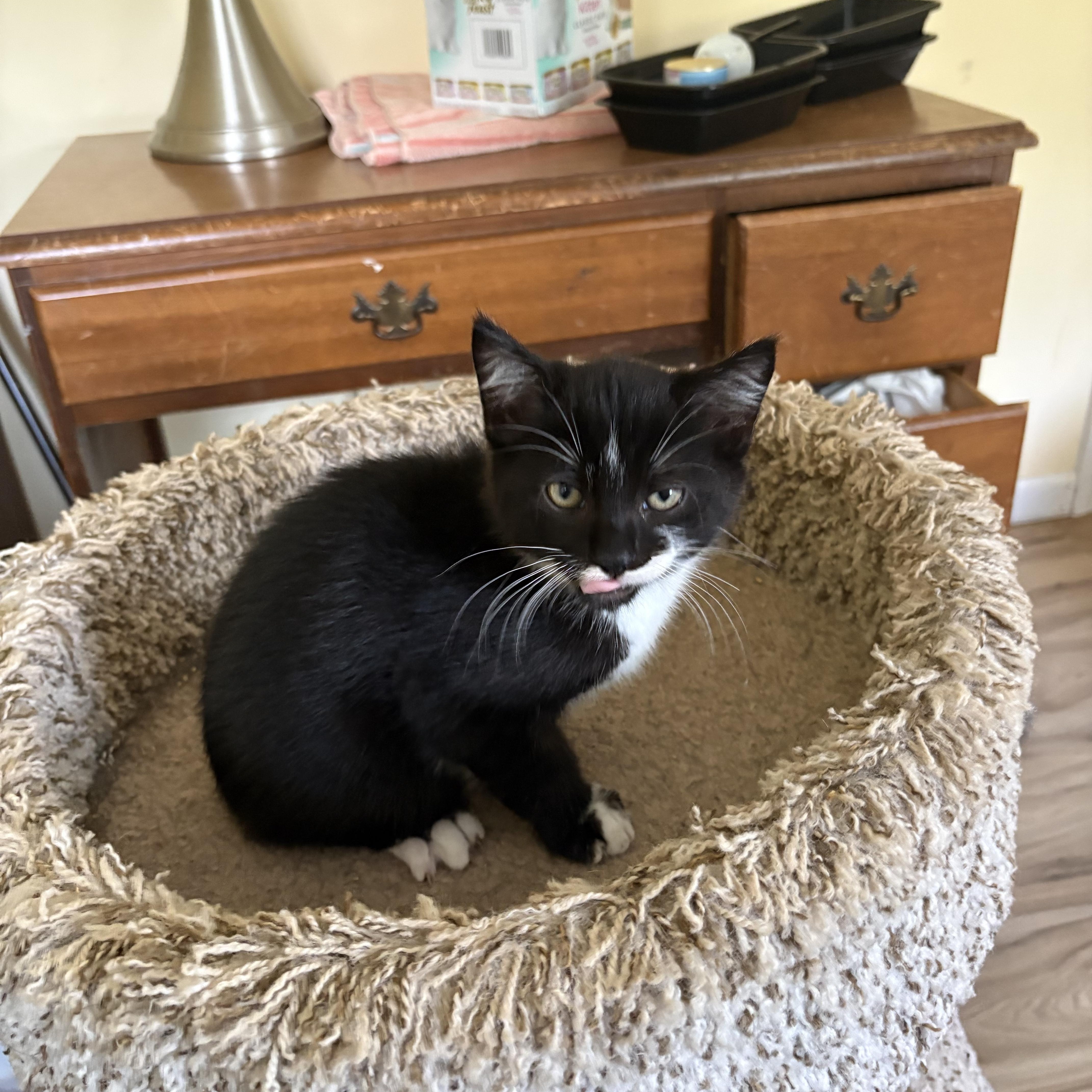 Squeaky