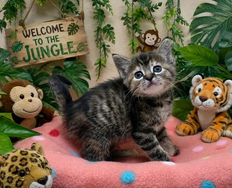 A baby small-sized female Domestic Short Hair cat named Boa for adoption in Washington Court House, OH