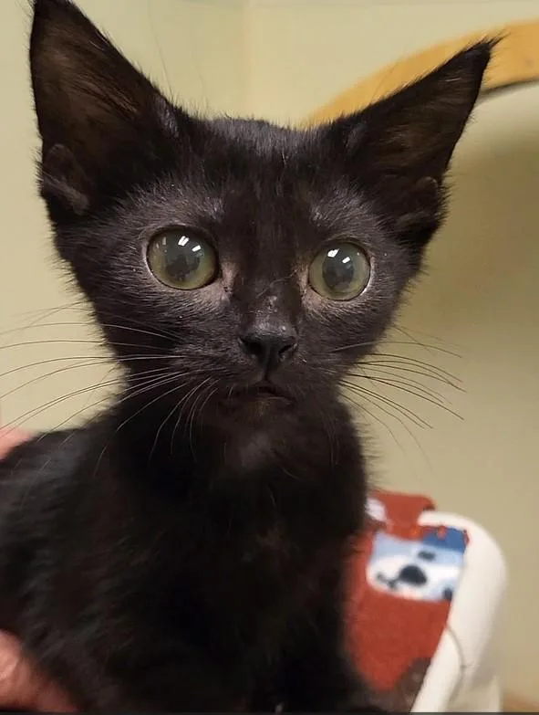 A baby medium-sized female Black Domestic Short Hair cat named Jan Brady for adoption in Grayslake, IL