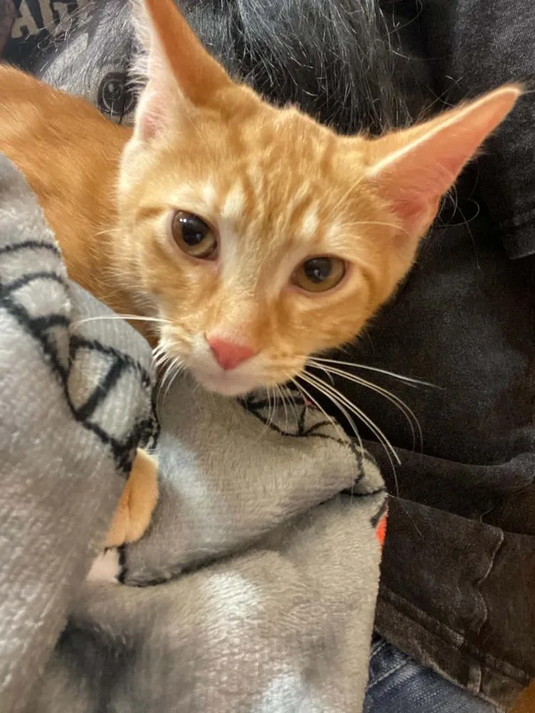 A baby small-sized male Tabby (Orange / Red) Domestic Short Hair cat named Nitro for adoption in West Mifflin, PA