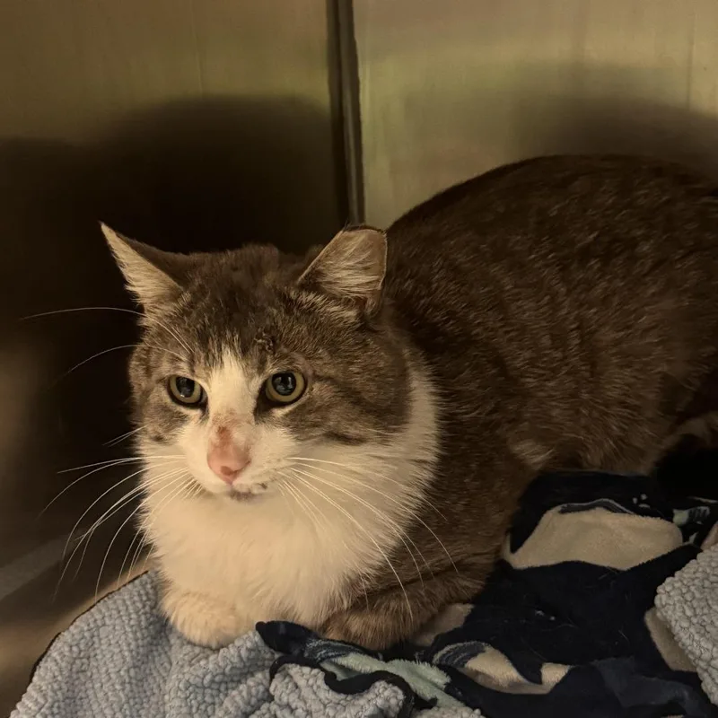 A young medium-sized male Gray / Blue / Silver Domestic Short Hair cat named Houdini for adoption in South Haven, MI