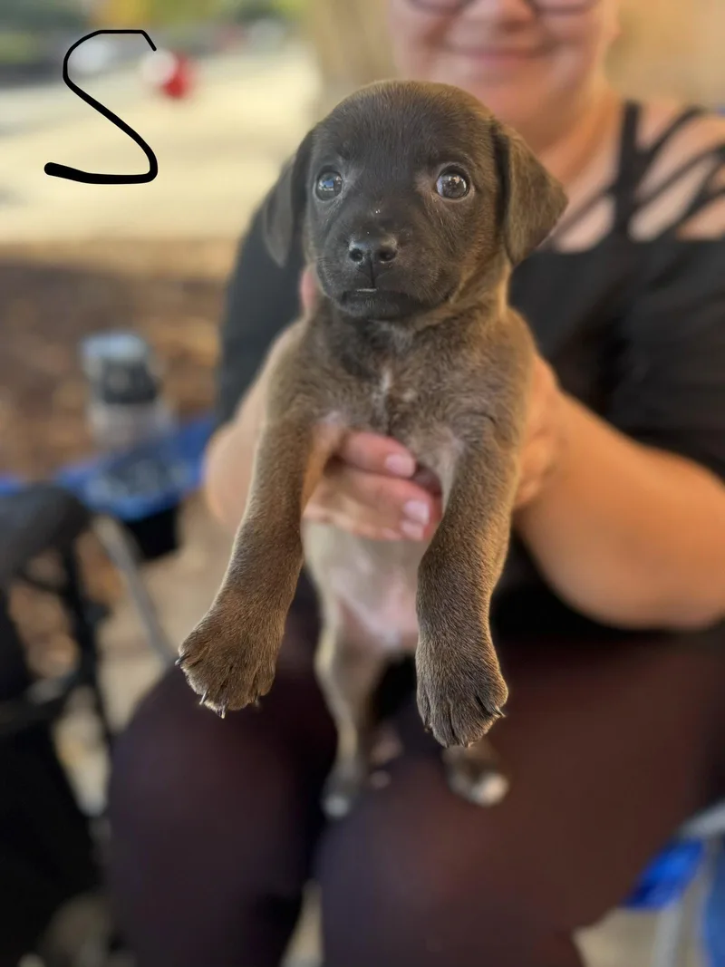 A baby medium-sized male Mixed Breed dog named Salem for adoption in Holly Springs, NC