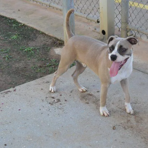 A young small-sized male Yellow / Tan / Blond / Fawn Boxer dog named Sway for adoption in Jackson, LA