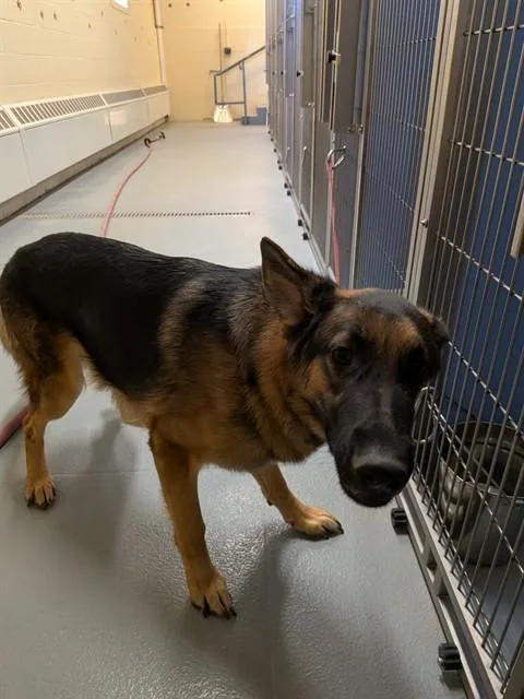 A young large-sized male German Shepherd Dog dog named Floppy for adoption in South Lake Tahoe, CA