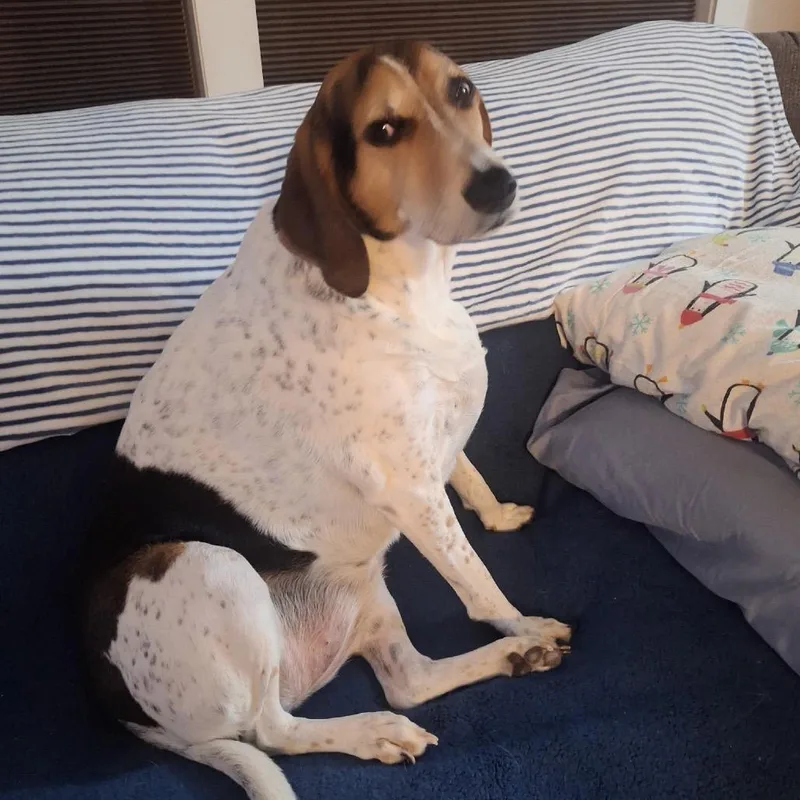 Gracie