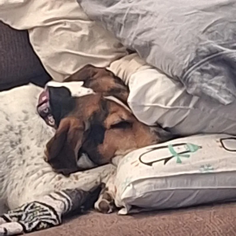 Gracie thumbnail 3
