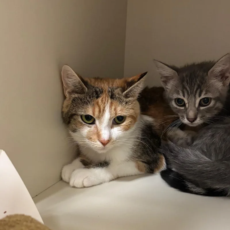 A young medium-sized female Torbie Domestic Short Hair cat named Cutie for adoption in Fairport, NY