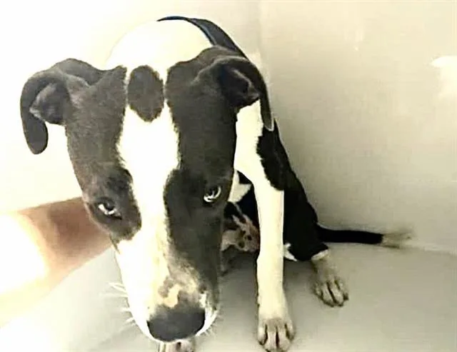 An adult large-sized male Pit Bull Terrier dog named A for adoption in Houston, TX