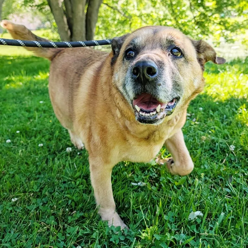 A senior medium-sized female Mixed Breed dog named Sadie for adoption in Olean, NY