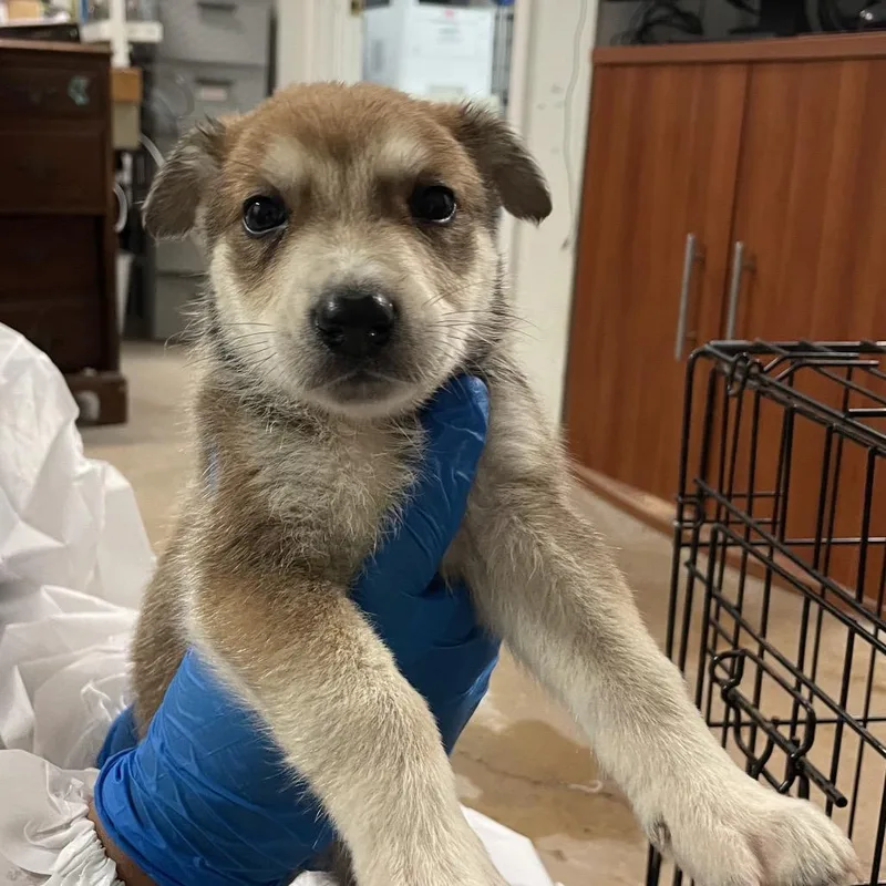 A baby small-sized male Brown / Chocolate Shepherd dog named Rj for adoption in Edinburg, TX