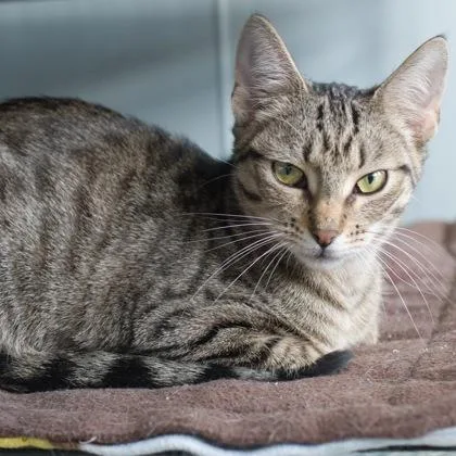 A baby medium-sized female Domestic Short Hair cat named Cricket for adoption in Verona, WI