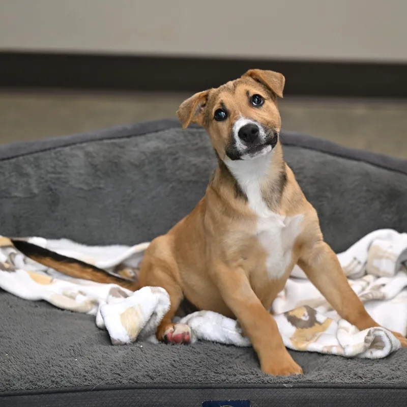 A baby medium-sized male Yellow / Tan / Blond / Fawn Mountain Cur dog named Chief for adoption in Hot Springs, AR