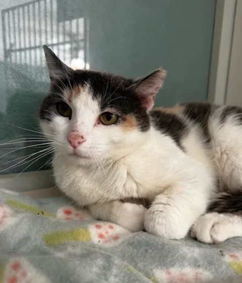 An adult medium-sized female Calico Domestic Short Hair cat named Nannie for adoption in Hutchinson, MN