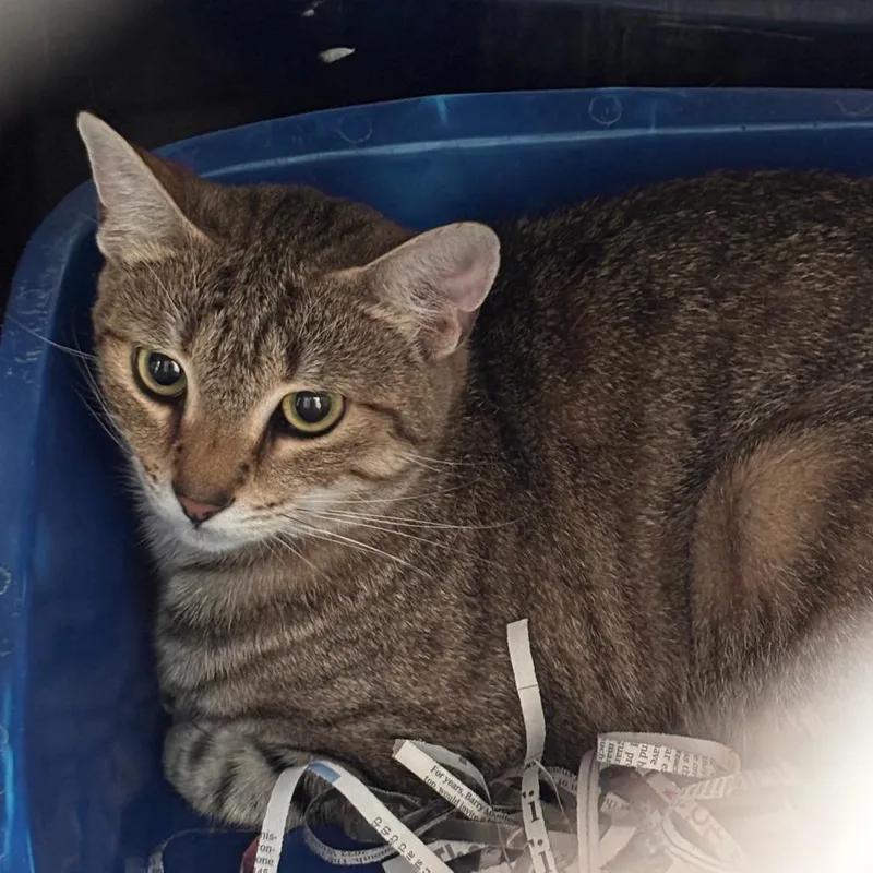 A young medium-sized female Brown / Chocolate Domestic Short Hair cat named Taffy for adoption in Philadelphia, PA