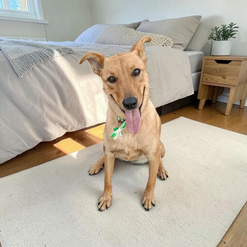 A baby medium-sized female Golden Carolina Dog dog named Stacy for adoption in San Diego, CA