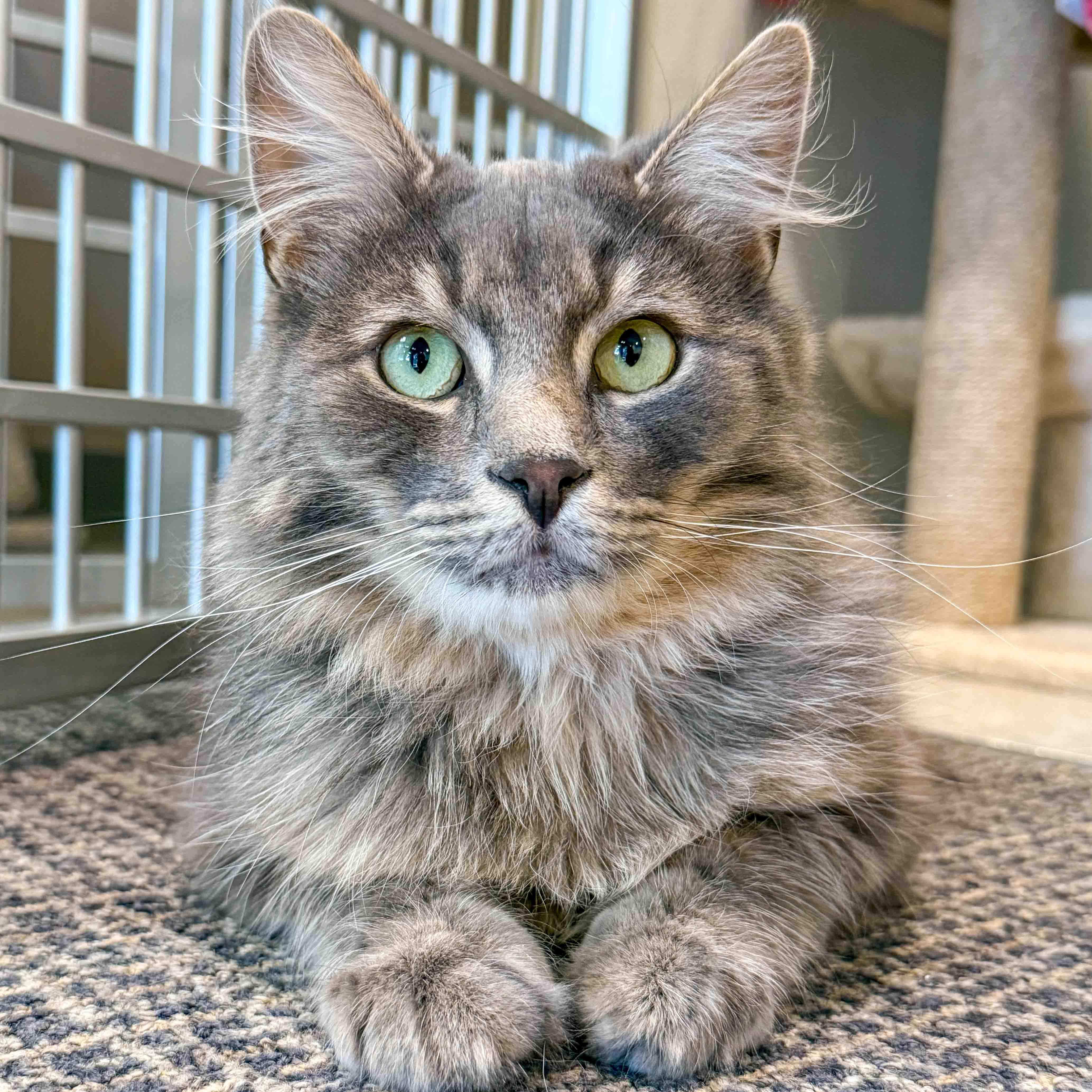 A young medium-sized male Blue Cream Domestic Medium Hair cat named Henry for adoption in Stamford, CT