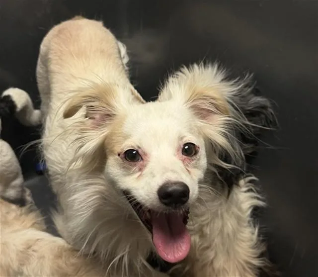 A young small-sized male Terrier dog named Justin for adoption in Bakersfield, CA