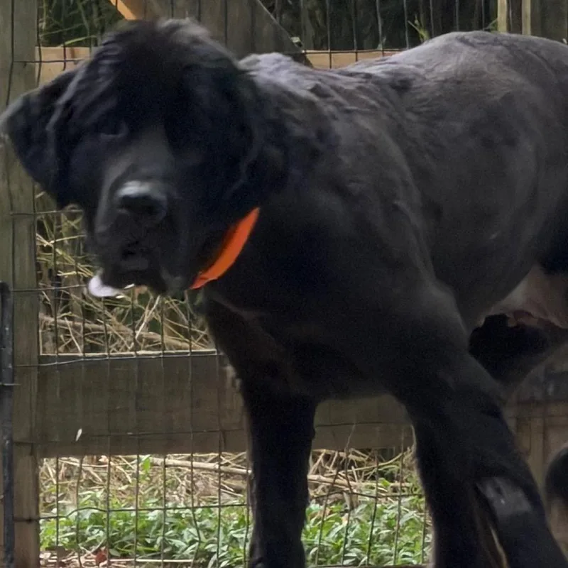 An adult extra large-sized female Black Newfoundland Dog dog named Ember for adoption in West Chester, PA