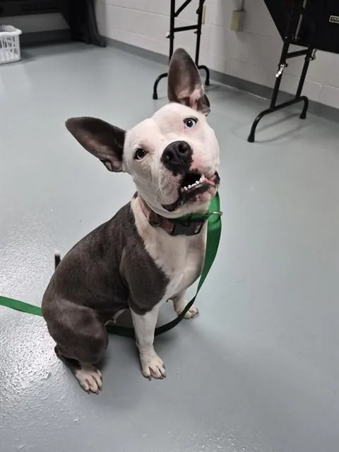 A young large-sized female Pit Bull Terrier dog named Cloud for adoption in Saint Cloud, FL