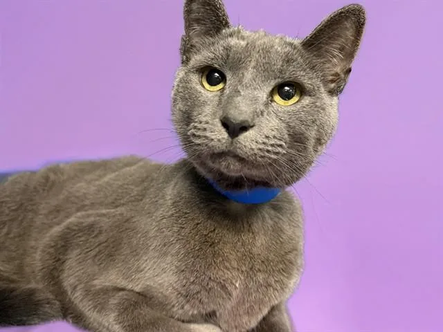 A senior medium-sized male Russian Blue cat named Petey for adoption in Fort Lauderdale, FL