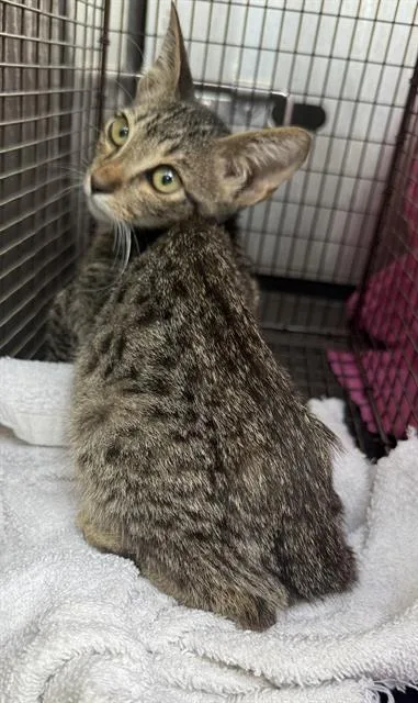 A baby medium-sized female Domestic Short Hair cat named Sara for adoption in San Antonio, TX