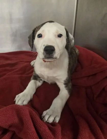 A baby small-sized female Pit Bull Terrier dog named Billy Jean for adoption in Westland, MI