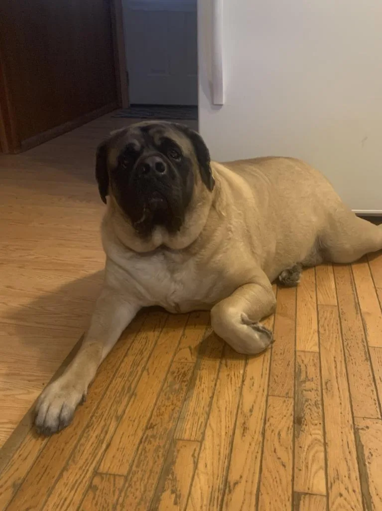 Zeus Courtesy Listing thumbnail 4