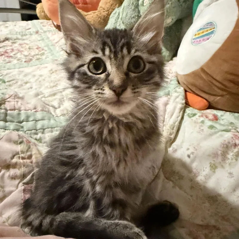 A baby small-sized female Tabby (Buff / Tan / Fawn) Domestic Long Hair cat named Sunshine for adoption in Clyde, NC