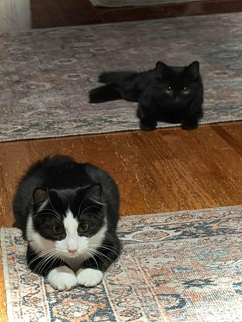 A baby medium-sized female Domestic Medium Hair cat named Jill for adoption in Tuscaloosa, AL