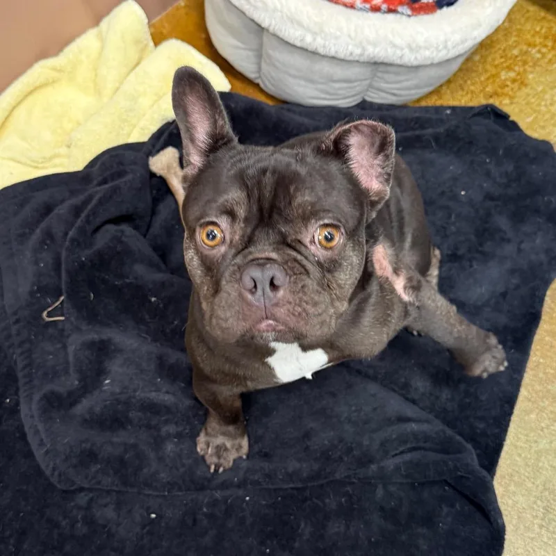 A young small-sized male French Bulldog dog named Flip for adoption in Montgomery, TX