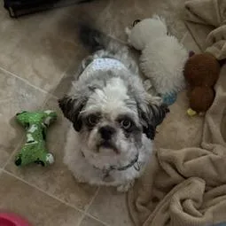 A young small-sized male White / Cream Shih Tzu dog named Bowie for adoption in Sinking Spring, PA